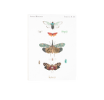 Flora & Fauna Greeting Cards