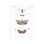 Mini Nottingham Bundle